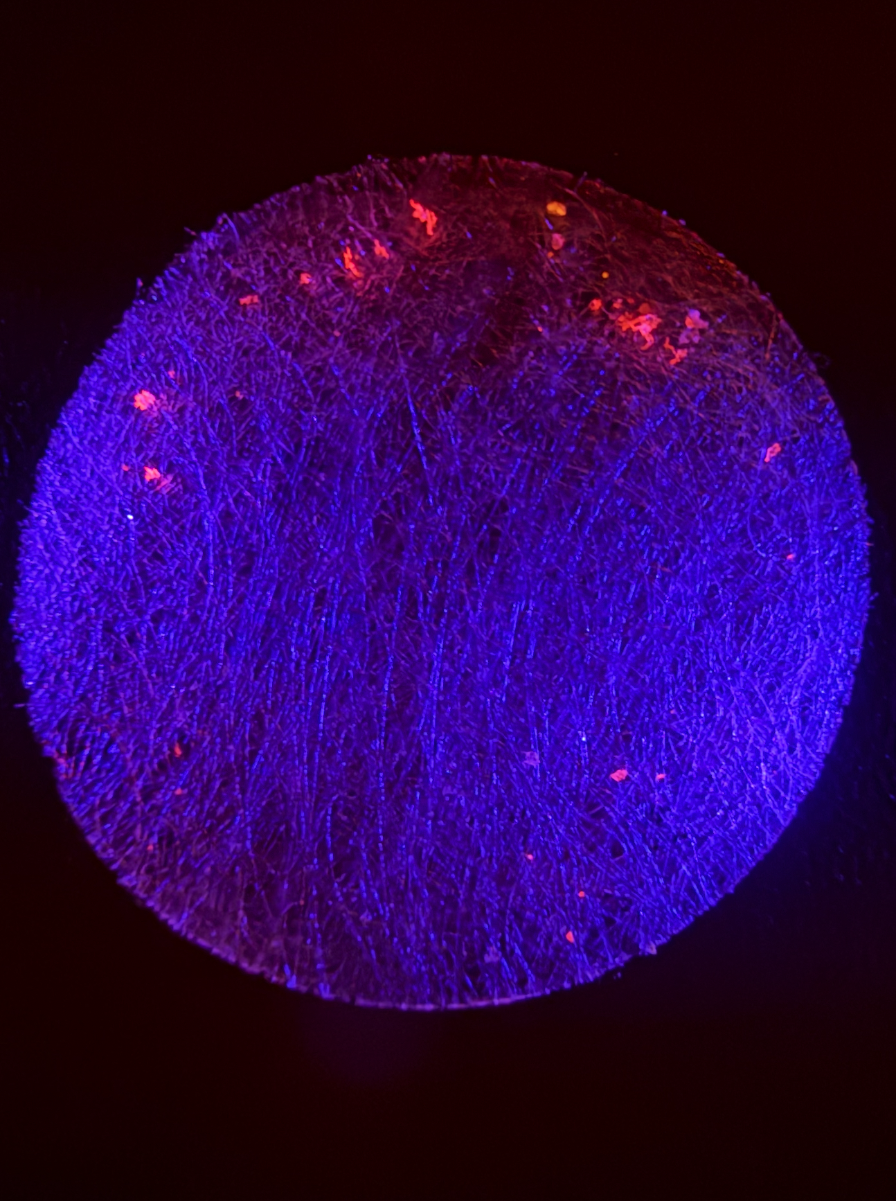 Microplastic particles glowing fluorescent pink under blue light on a PTFE filter disc from the at-home microplastics test kit