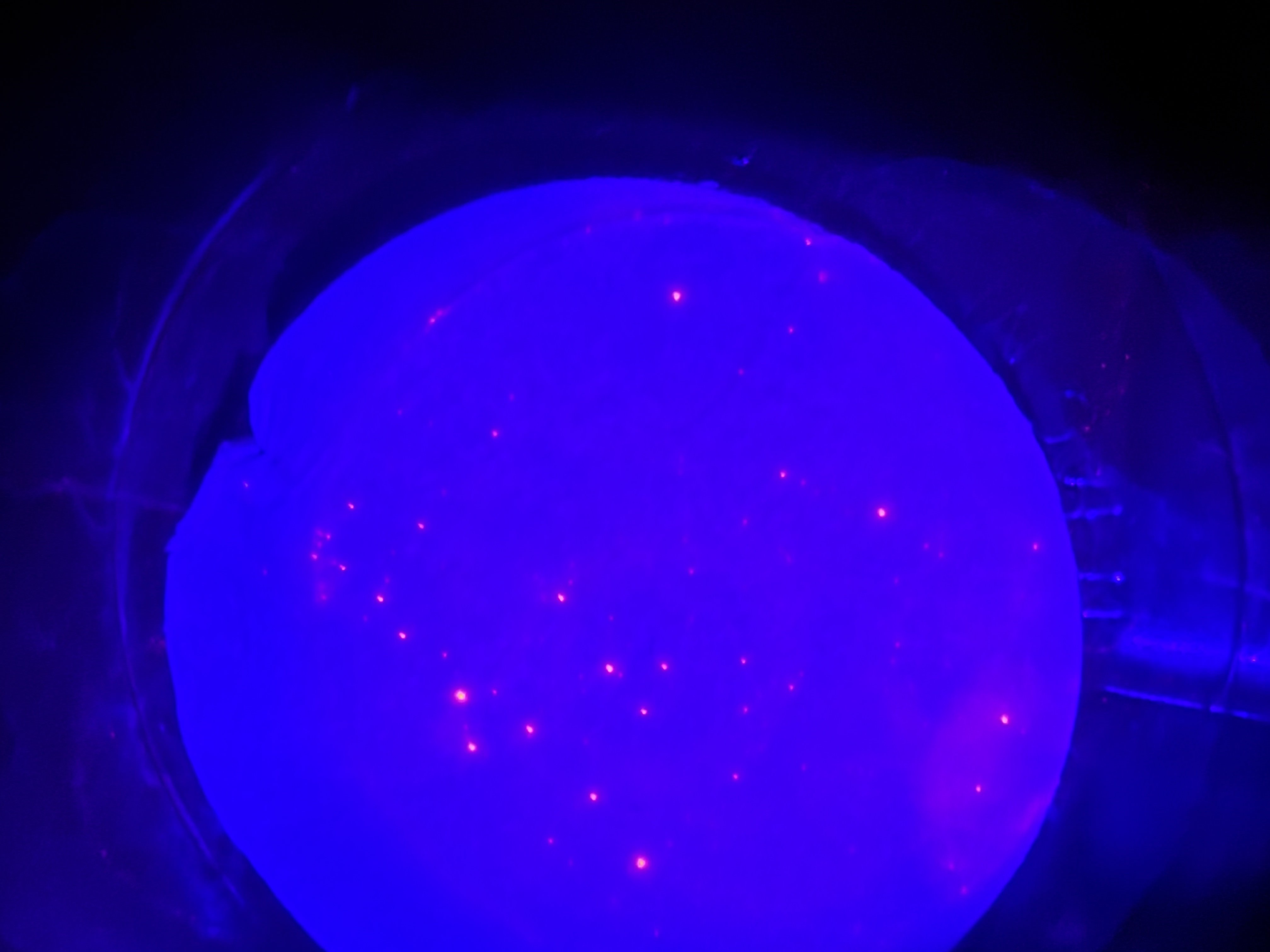 Microplastics test result for a one-year-old plastic water bottle — dense pink particles fluorescing on the PTFE filter
